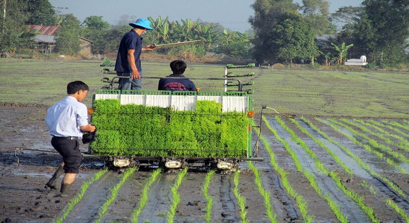 Máy cấy tại ruộng