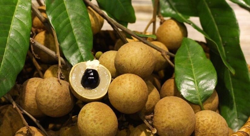 Tiêu chuẩn nhãn tươi xuất khẩu