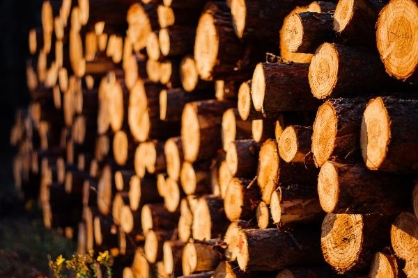 Điều kiện để nhập khẩu gỗ về Việt Nam