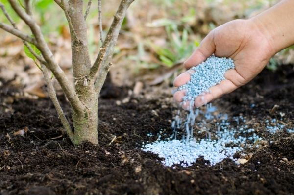 Thủ tục nhập khẩu phân bón