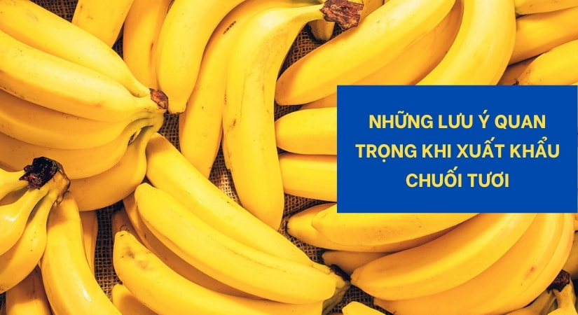 Những lưu ý quan trọng khi xuất khẩu chuối tươi