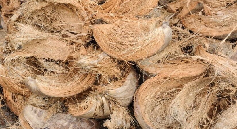 Tiềm năng xuất khẩu xơ dừa hiện nay