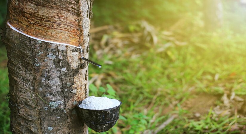 Tiềm năng xuất khẩu cao su hiện nay