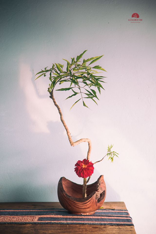 Hôm nay Lũa tặng bạn một nhành cây xinh