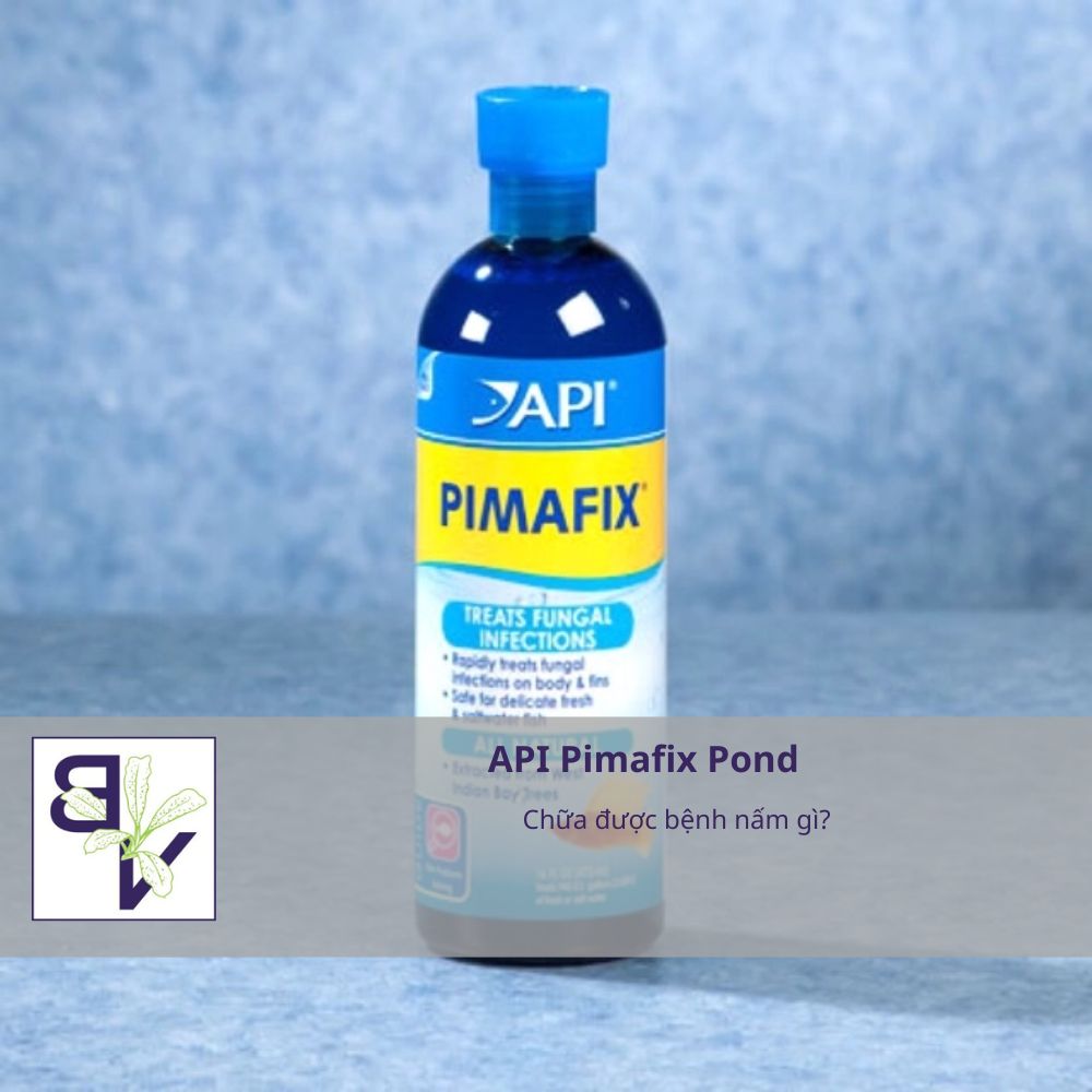 Thuốc API Pimafix Pond trị bệnh gì? (chi tiết từng loại bệnh)