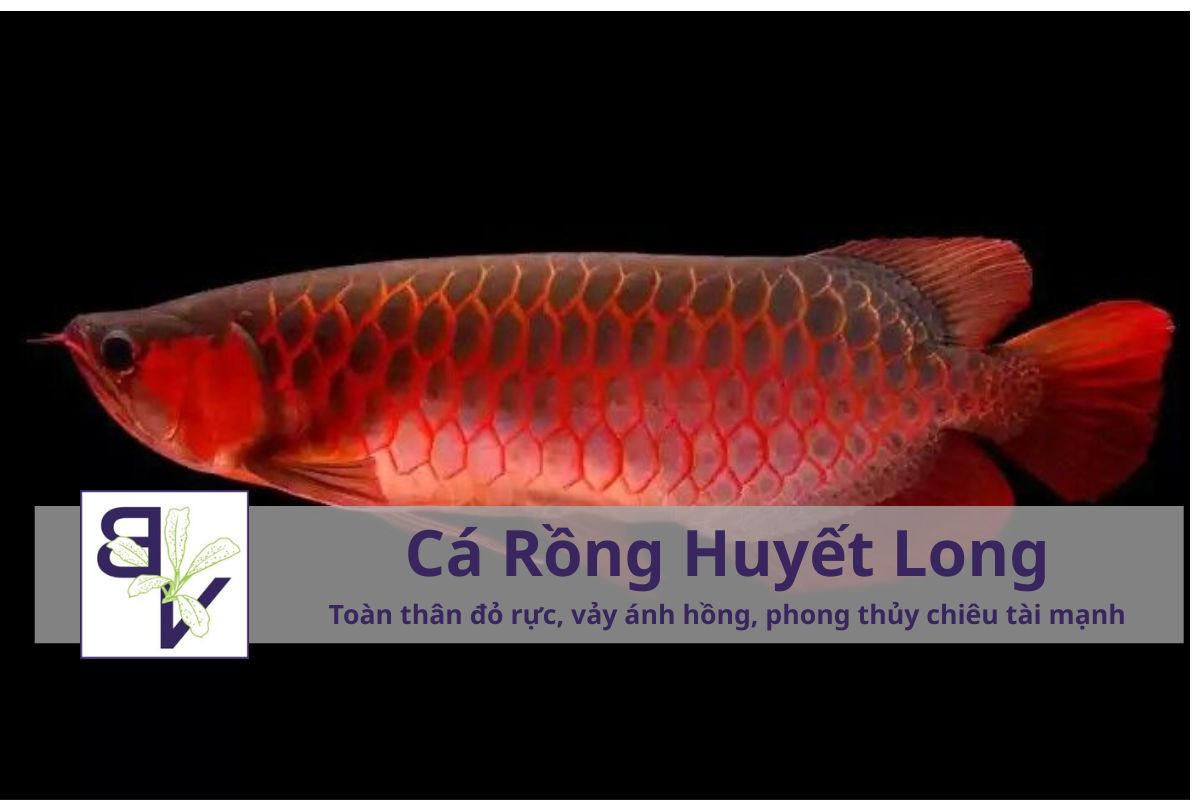 Cá rồng Huyết Long (Super Red Arowana)	Toàn thân đỏ rực, vảy ánh hồng, phong thủy chiêu tài mạnh	25–200 triệu