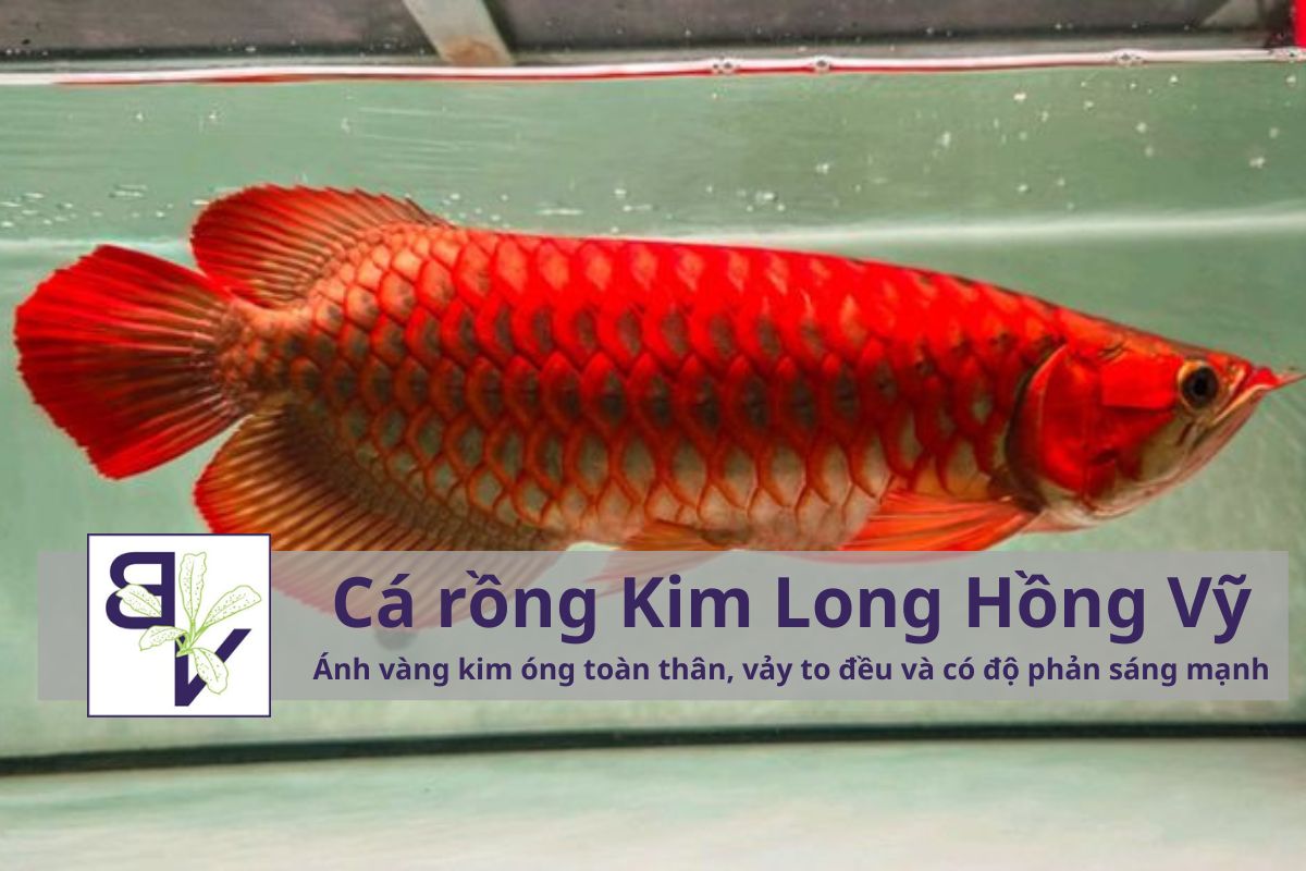 Đặc điểm nổi bật của cá rồng Kim Long Hồng Vỹ (Asian Arowana)