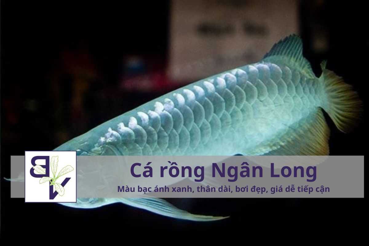 Cá rồng Ngân Long (Silver Arowana)	Màu bạc ánh xanh, thân dài, bơi đẹp, giá dễ tiếp cận	1–3 triệu