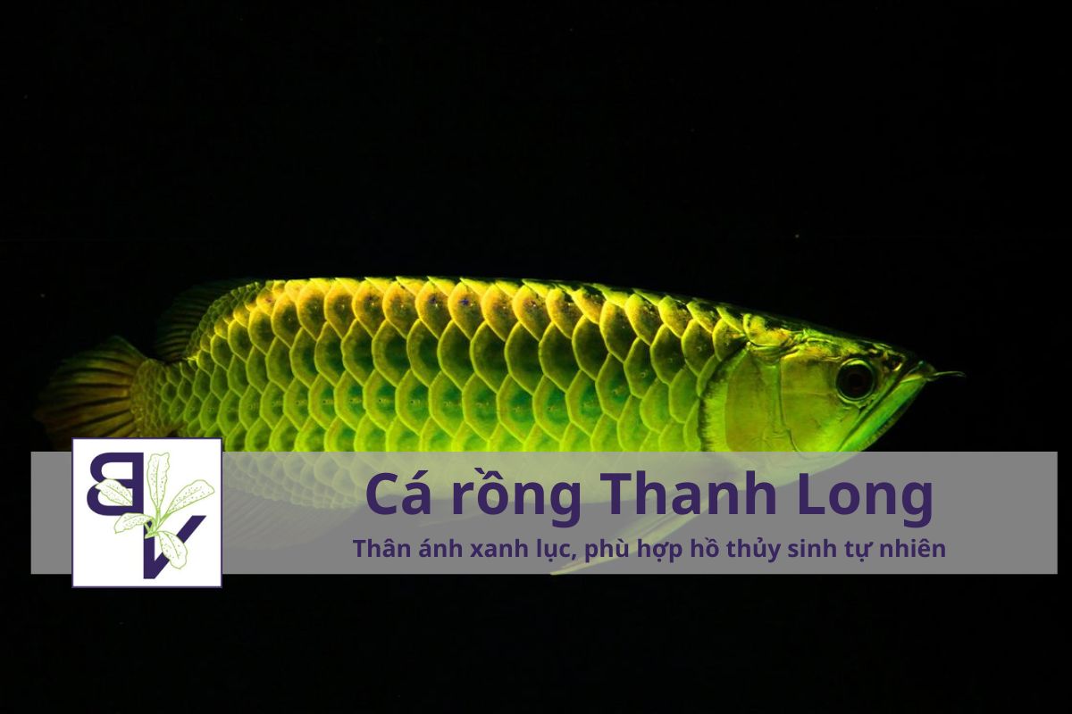 Cá rồng Thanh Long (Green Arowana)	Thân ánh xanh lục, phù hợp hồ thủy sinh tự nhiên	3–6 triệu