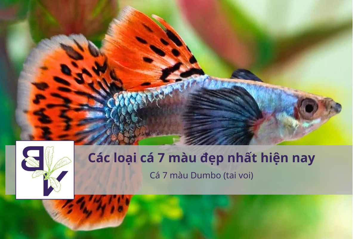 Cá 7 màu Dumbo (tai voi)