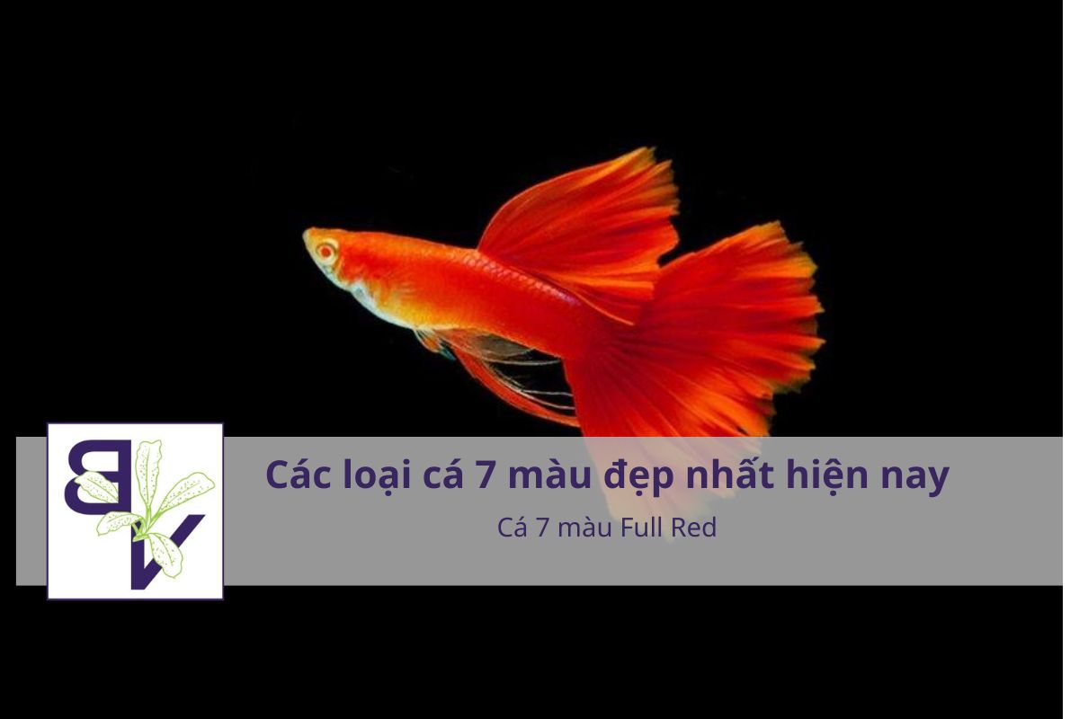 Cá 7 màu Full Red