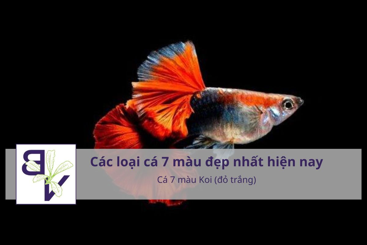 Cá 7 màu Koi (đỏ trắng)