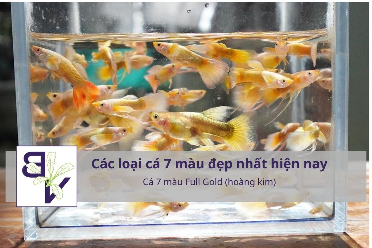 Cá 7 màu Full Gold (hoàng kim)