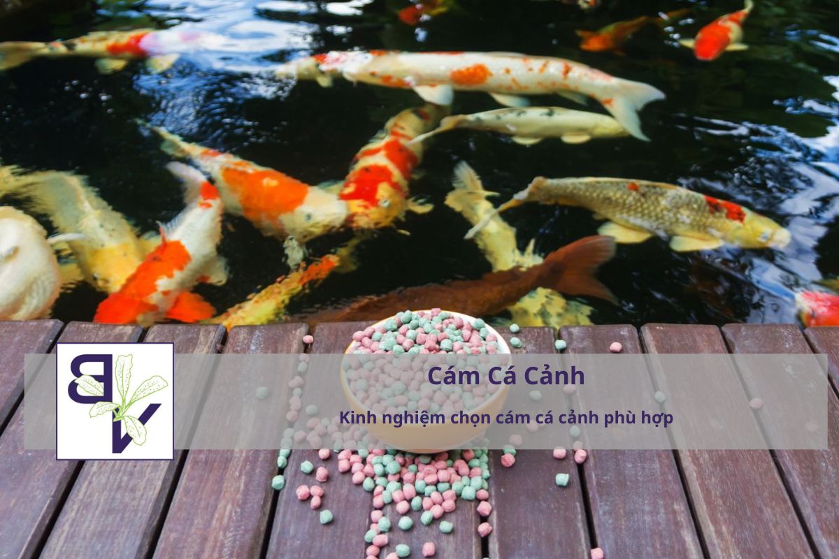 Kinh nghiệm chọn cám cá cảnh phù hợp