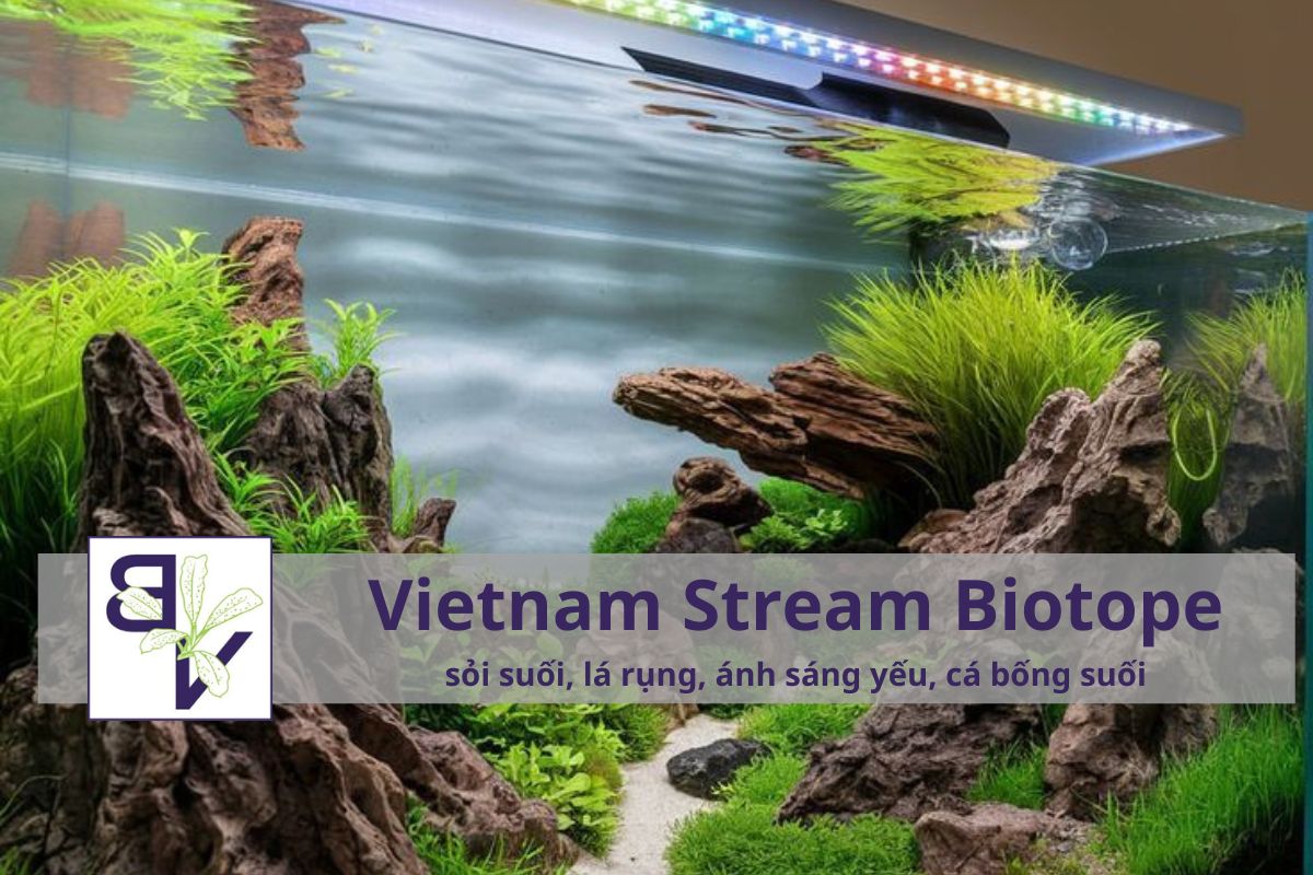 Kinh nghiệm setup hồ biotope từ BucepViet.vn vietnam-stream-biotope-bucepviet