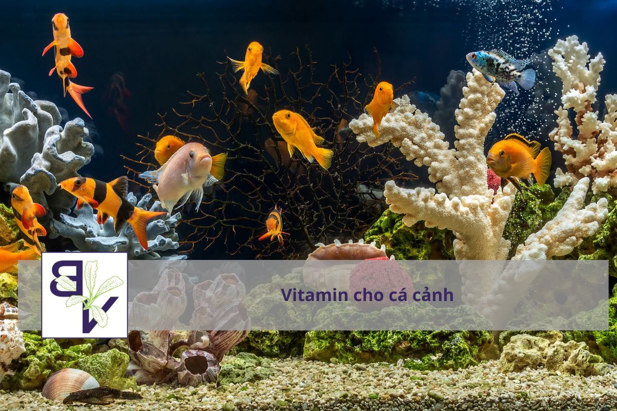 Top 7 Loại Vitamin Tốt Nhất Cho Cá Cảnh, Cá Rồng, Cá Koi – Cách Bổ Sung Chuẩn Nhất