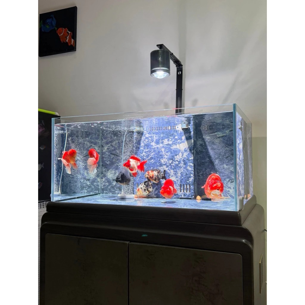 Super Color Pro 100W lên bể - 1