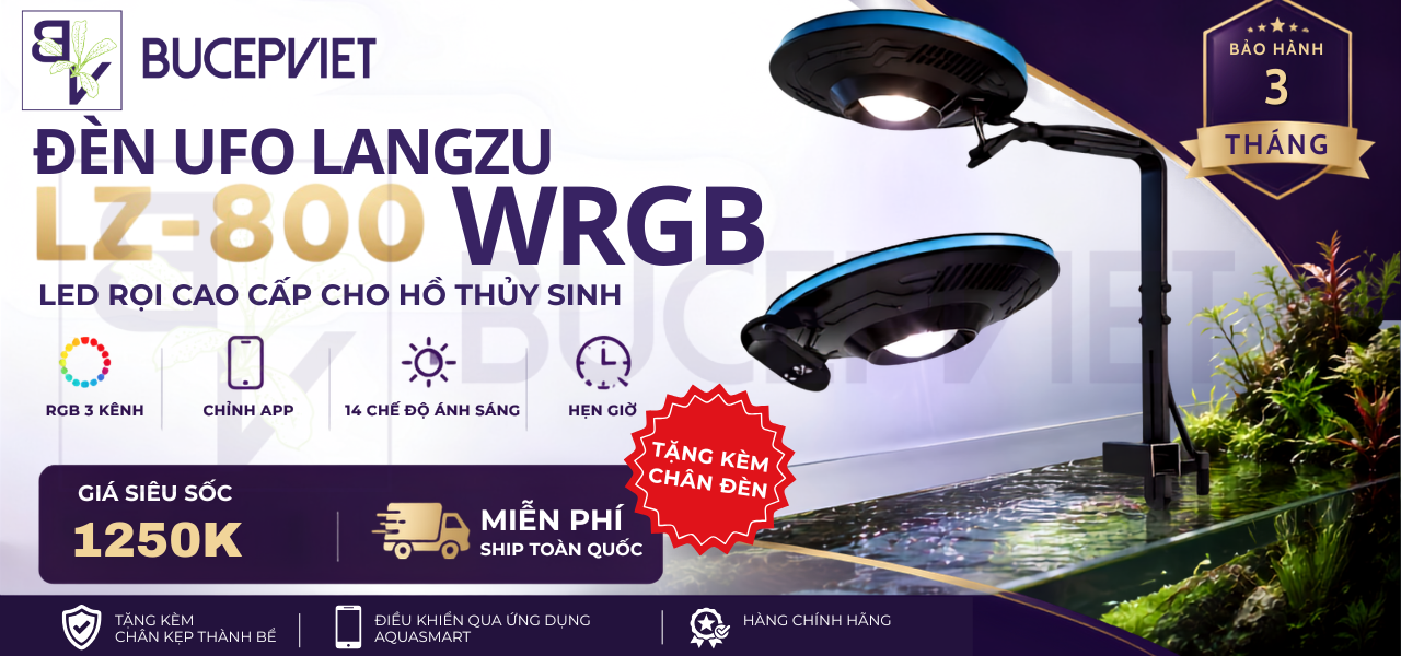 Flash sale<br>Giới hạn