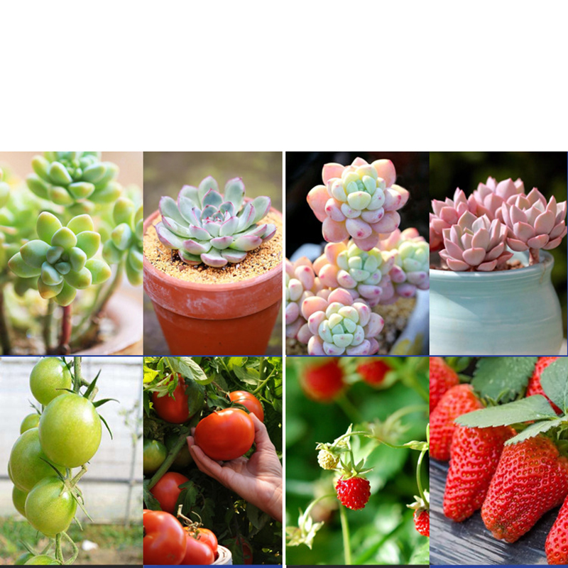 Đèn LED trồng cây 50W/100W giúp cây phát triển khi thiếu ánh nắng