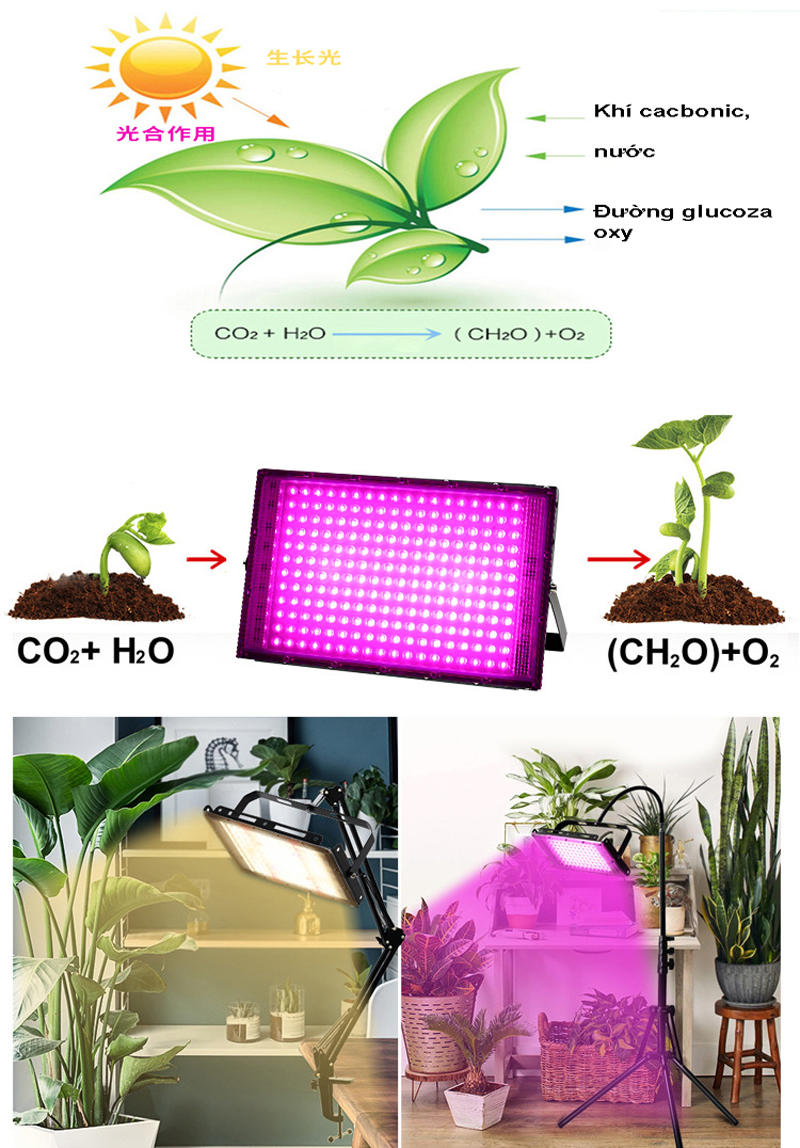 Đèn LED trồng cây 50W/100W giúp cây phát triển khi thiếu ánh nắng