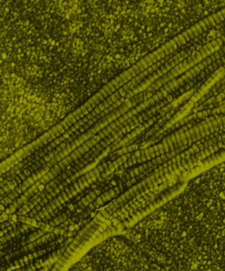 Collagen là gì?