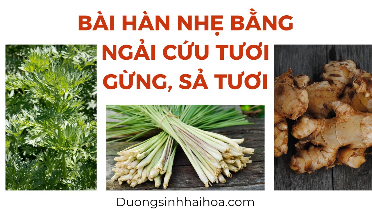 BÀI HÀN NHẸ BẰNG NGẢI CỨU TƯƠI, GỪNG, SẢ TƯƠI