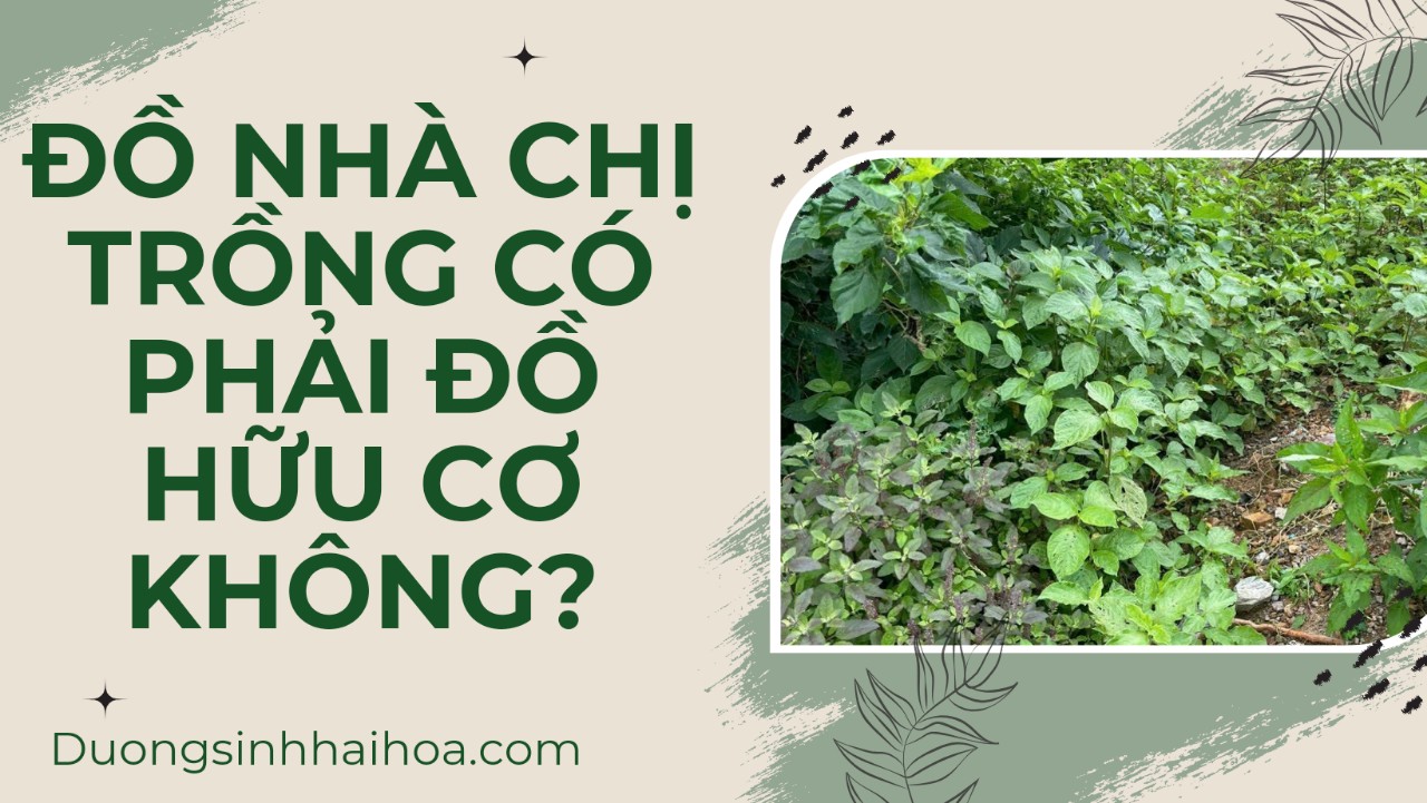 ĐỒ NHÀ CHỊ TRỒNG CÓ PHẢI ĐỒ HỮU CƠ KHÔNG?