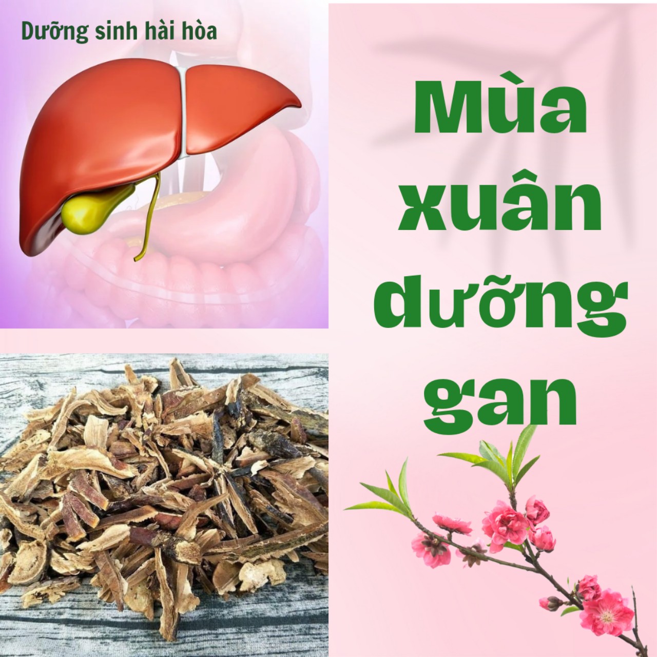 MÙA XUÂN DƯỠNG GAN