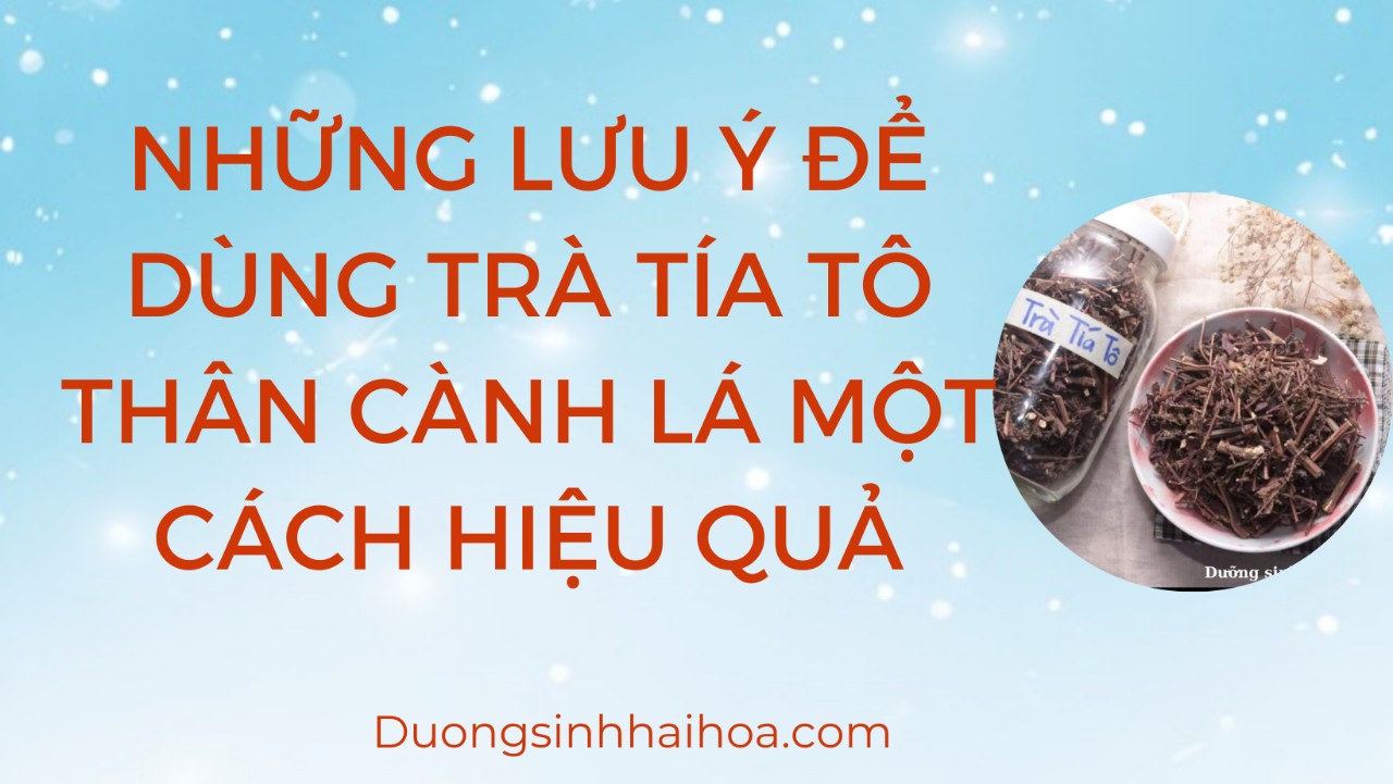 NHỮNG LƯU Ý ĐỂ  DÙNG TRÀ TÍA TÔ THÂN CÀNH LÁ MỘT CÁCH HIỆU QUẢ