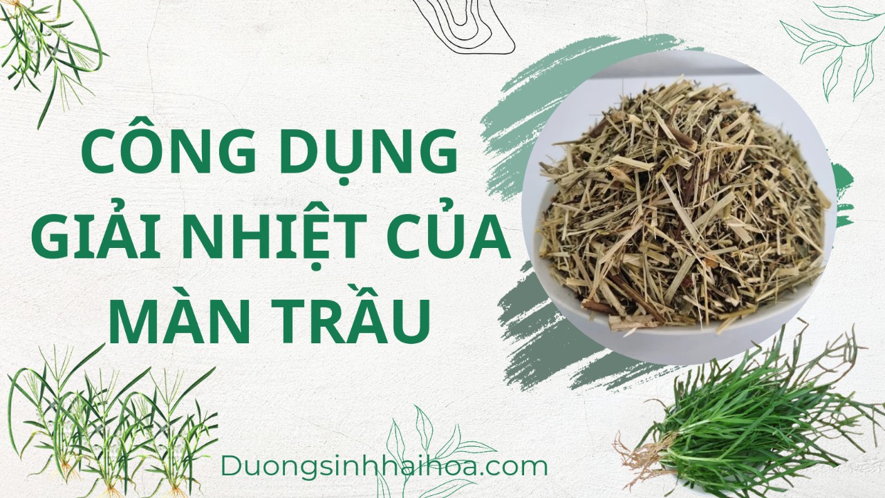 CÔNG DỤNG GIẢI NHIỆT CỦA MÀN TRẦU