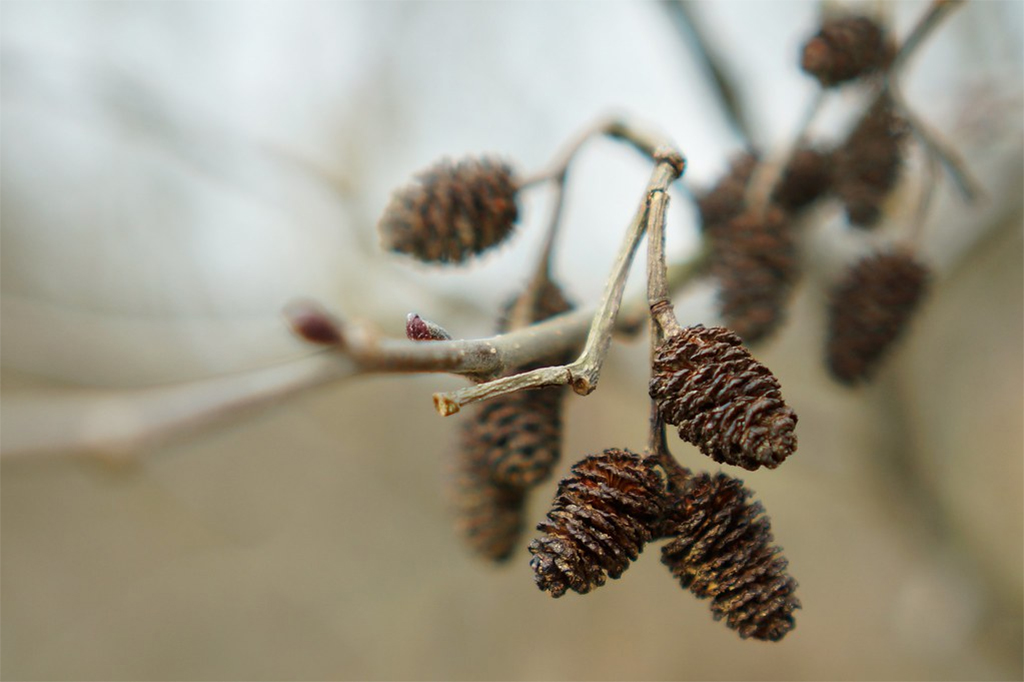 Alder Cones (Erlenzapfen) | Trái thông giảm pH nước, kháng khuẩn cho cá tép cảnh
