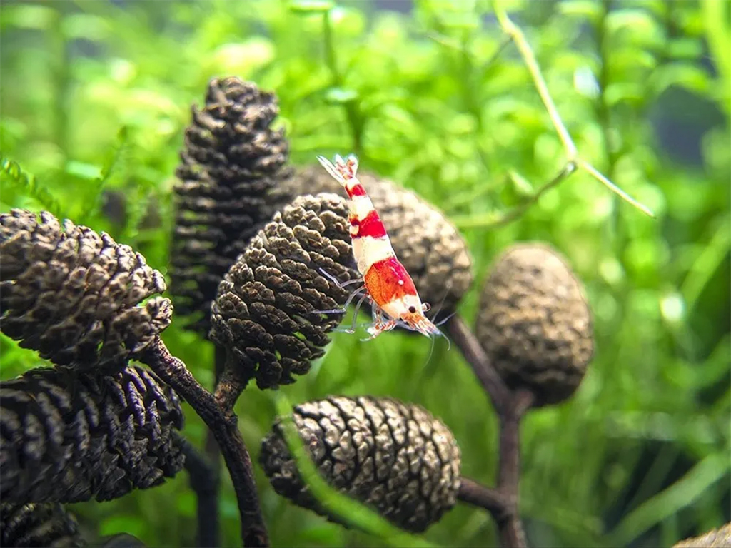 Alder Cones (Erlenzapfen) | Trái thông giảm pH nước, kháng khuẩn cho cá tép cảnh