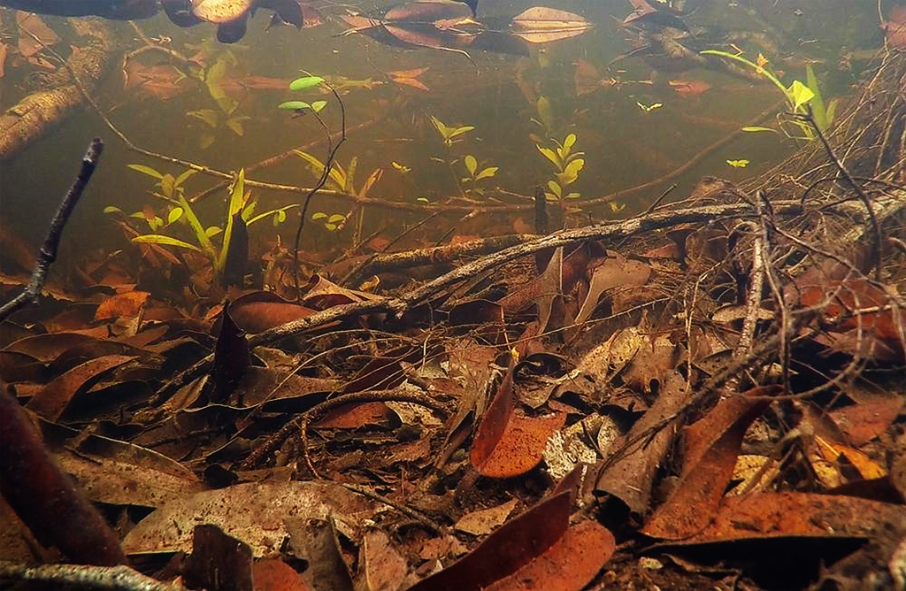 LOVEFISH - Amazon & Borneo Elemental | Khoáng đa vi lượng cho cá cảnh