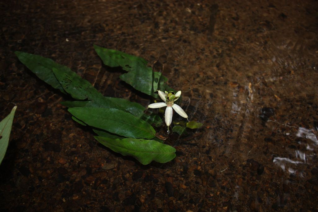 Barclaya Longifolia (Biệt Liên) | Cây thủy sinh