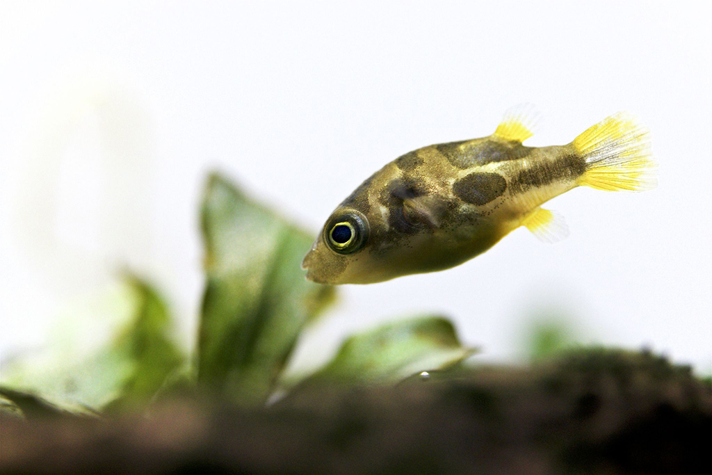 Cá cảnh thủy sinh cá Nóc mini - Dwarf Puffer Fish