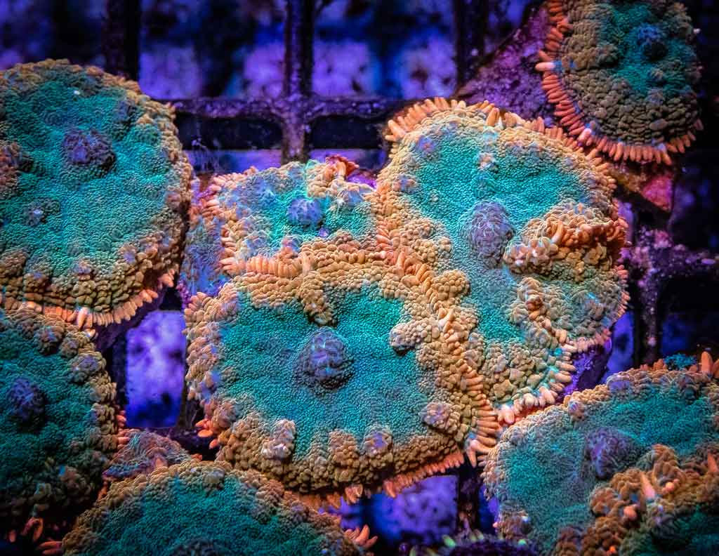 AQUAVITRO - Calcification For Reefs | Canxi cho san hô hồ cá biển