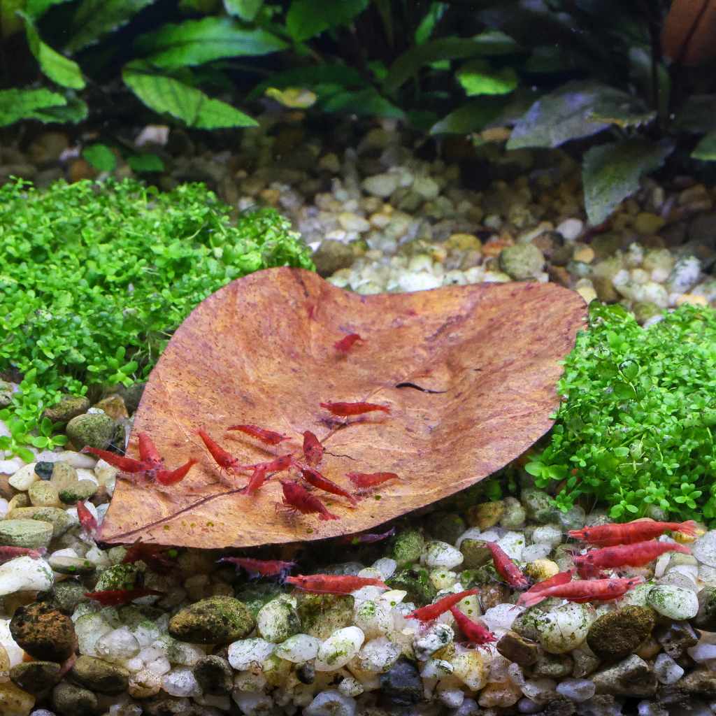 SEACHEM - Catappa Leaves | Lá hạnh nhân sấy tiệt trùng cho cá tép cảnh