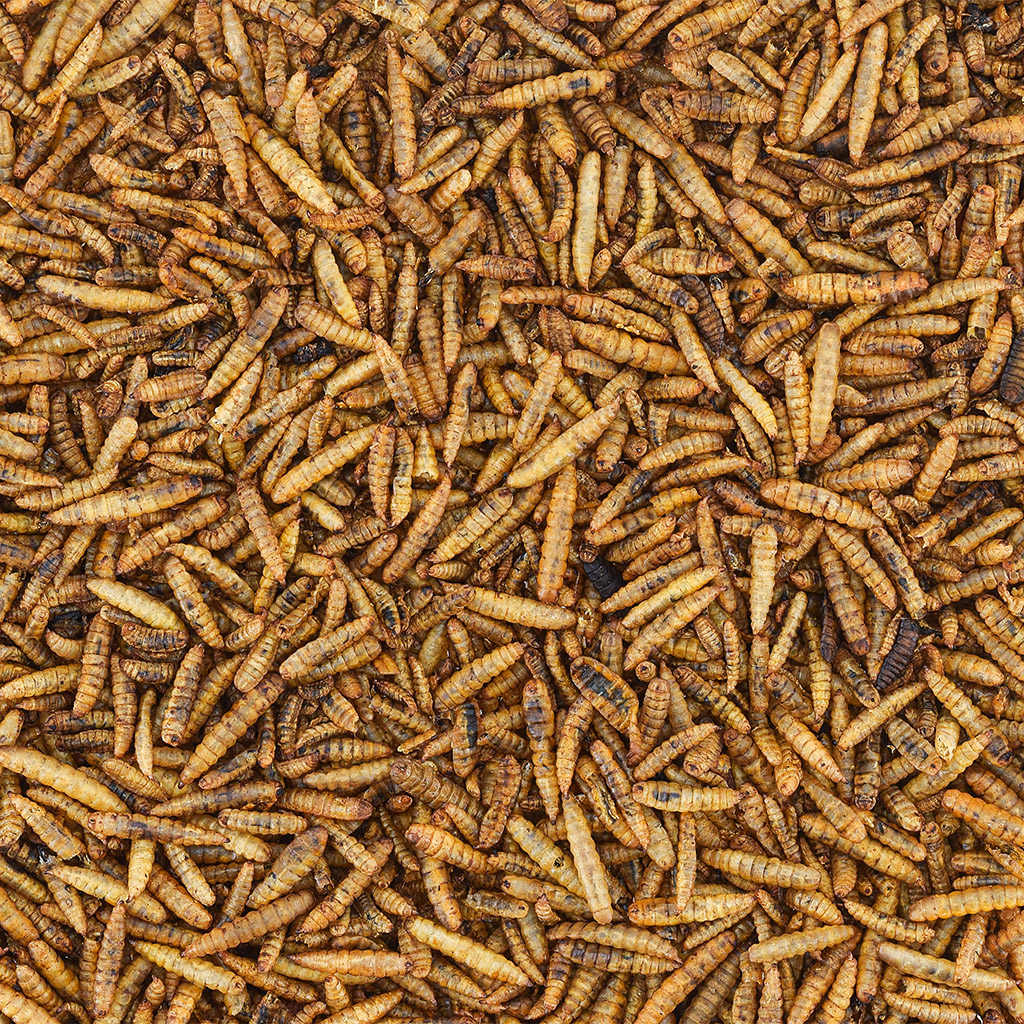 GREEN AQUA - Dried Calci-Worms | Sâu Canxi giàu dinh dưỡng cho thú cưng