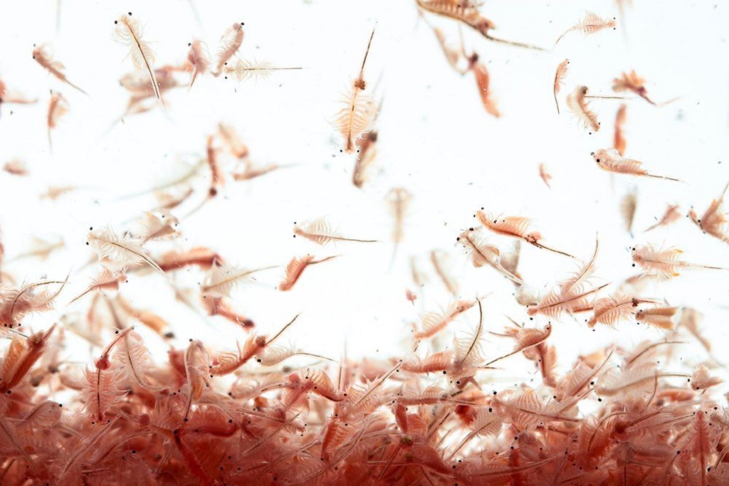 BIOZYM - Brine Shrimp Patch Feed Food | Viên nén Artemia cho cá cảnh