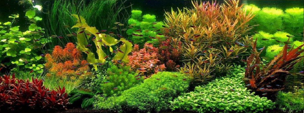 GREEN AQUA - Gen NPK | Phân nước đa lượng cho cây thủy sinh trong hồ cá