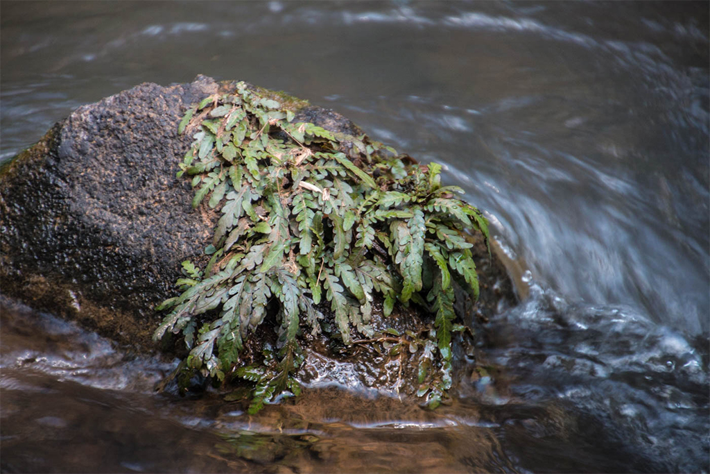 Hygrophila Pinnatifida (RN) | Cây thủy sinh Liễu răng cưa Ấn Độ