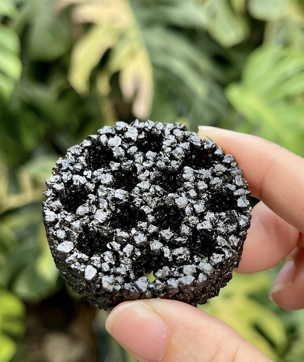 THỦY MỘC - Napad Tổ Ong Tròn | Giá thể cho cây, rêu, ráy thủy sinh