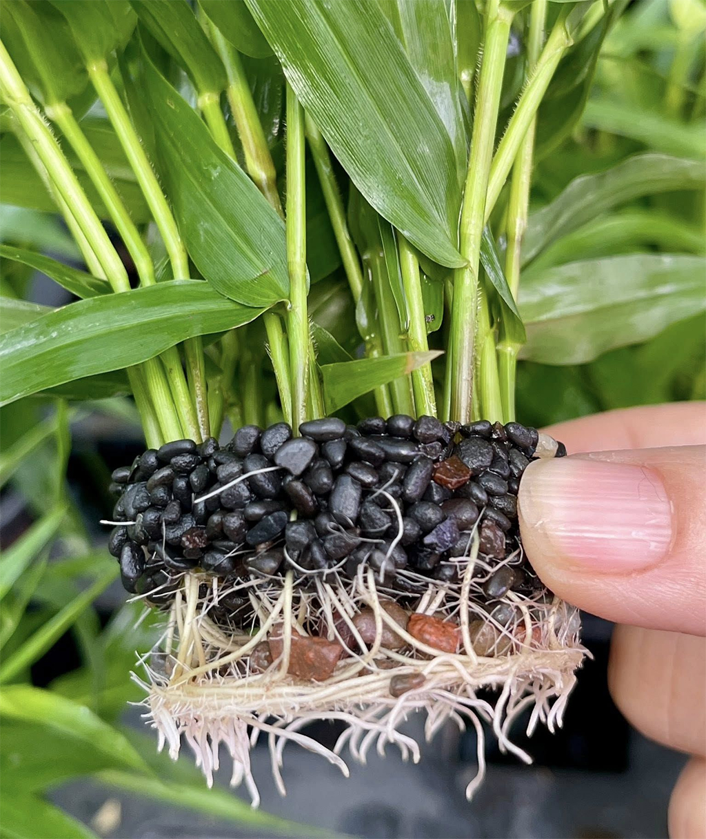 THỦY MỘC - Napad Tổ Ong Tròn | Giá thể cho cây, rêu, ráy thủy sinh