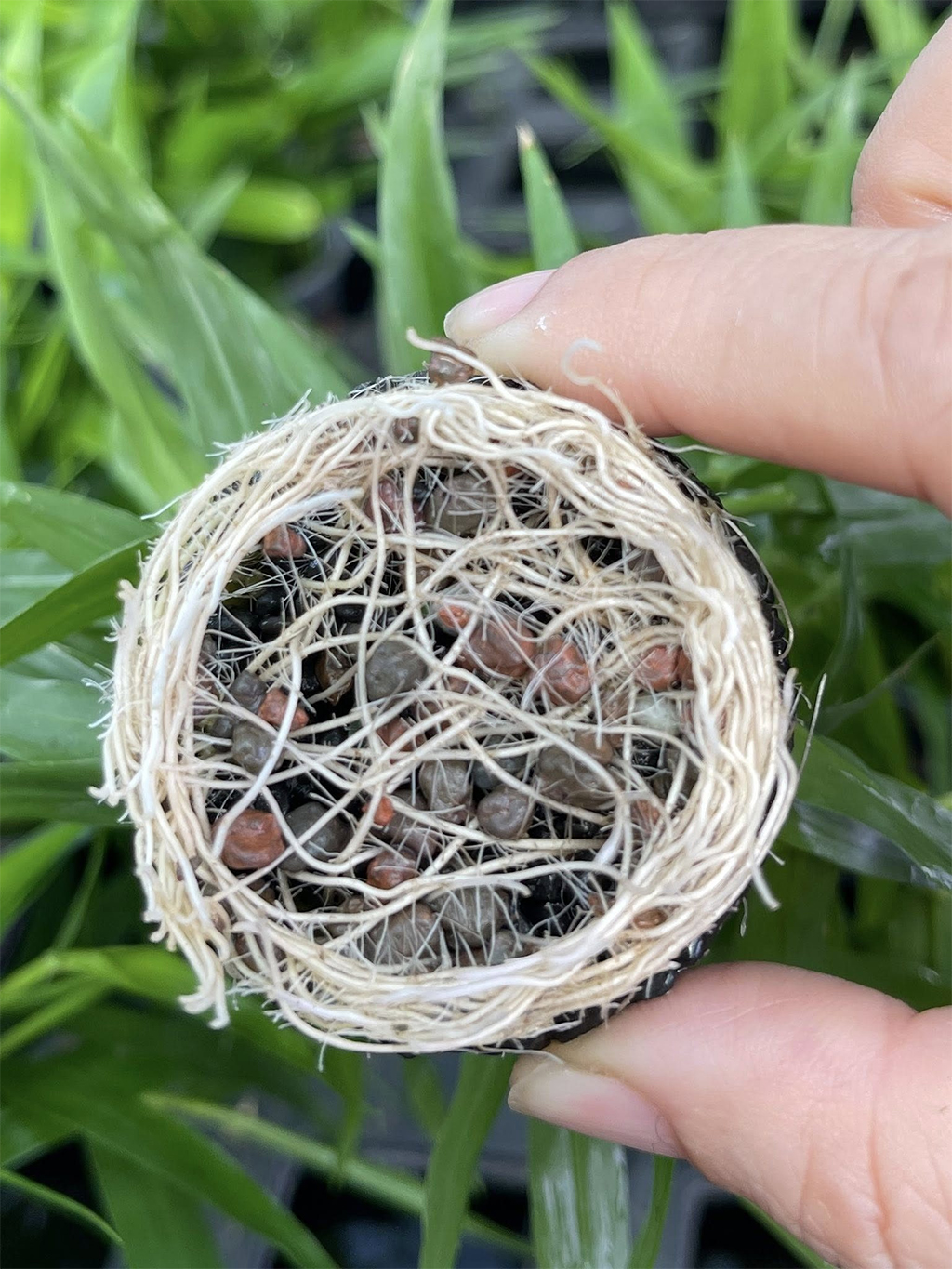 THỦY MỘC - Napad Tổ Ong Tròn | Giá thể cho cây, rêu, ráy thủy sinh