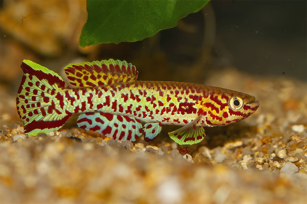 GEX - Natural Filtering Soil For Killifish | Phân nền hồ nuôi cá Mekada