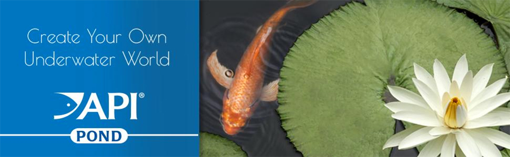 API - Pond Simply Clear | Vi sinh xử lý bùn, rêu tảo, phân cá ở đáy hồ