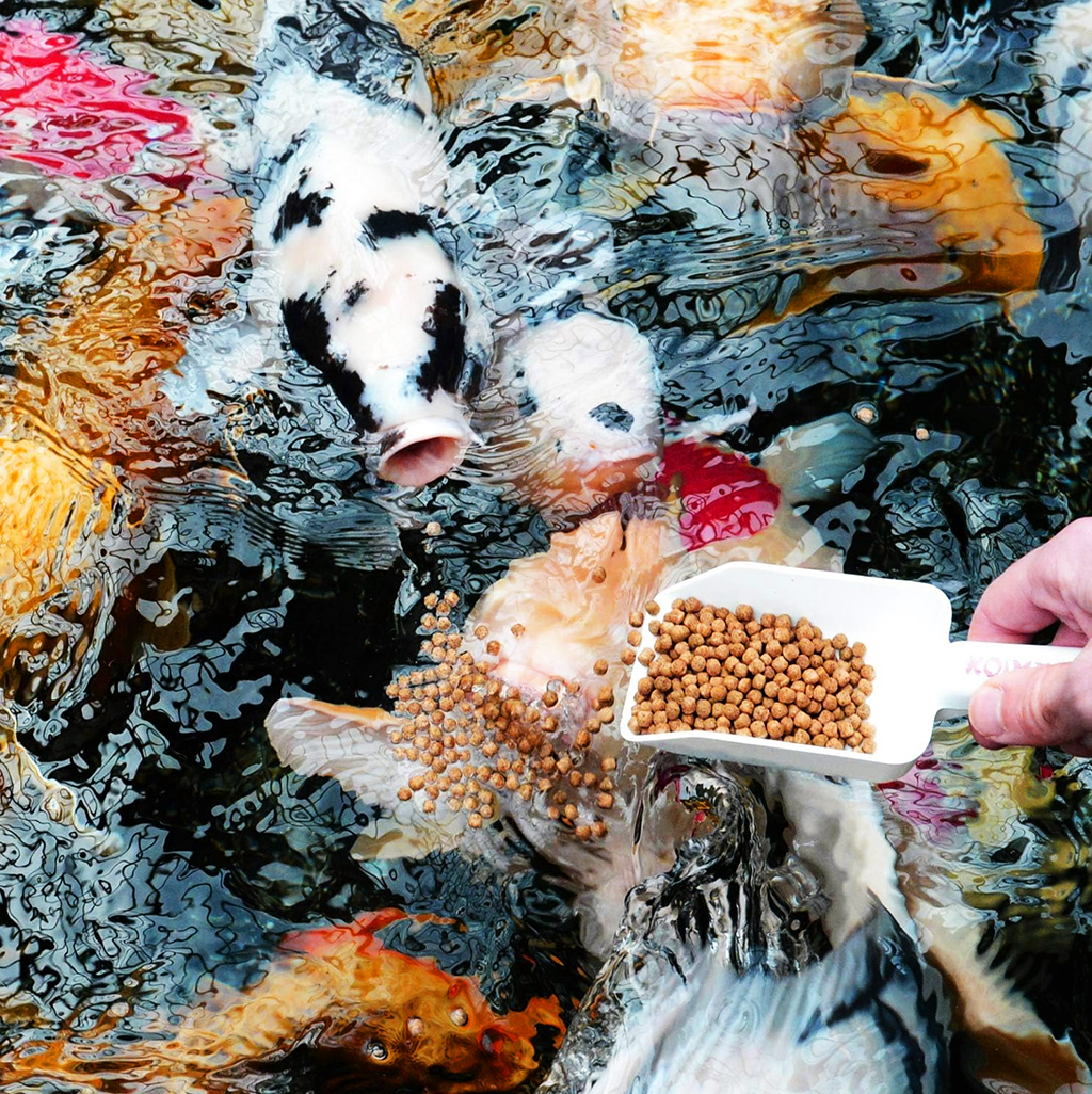 GREEN AQUA - Daily Fish Food | Thức ăn cám hạt 40% đạm cho cá cảnh