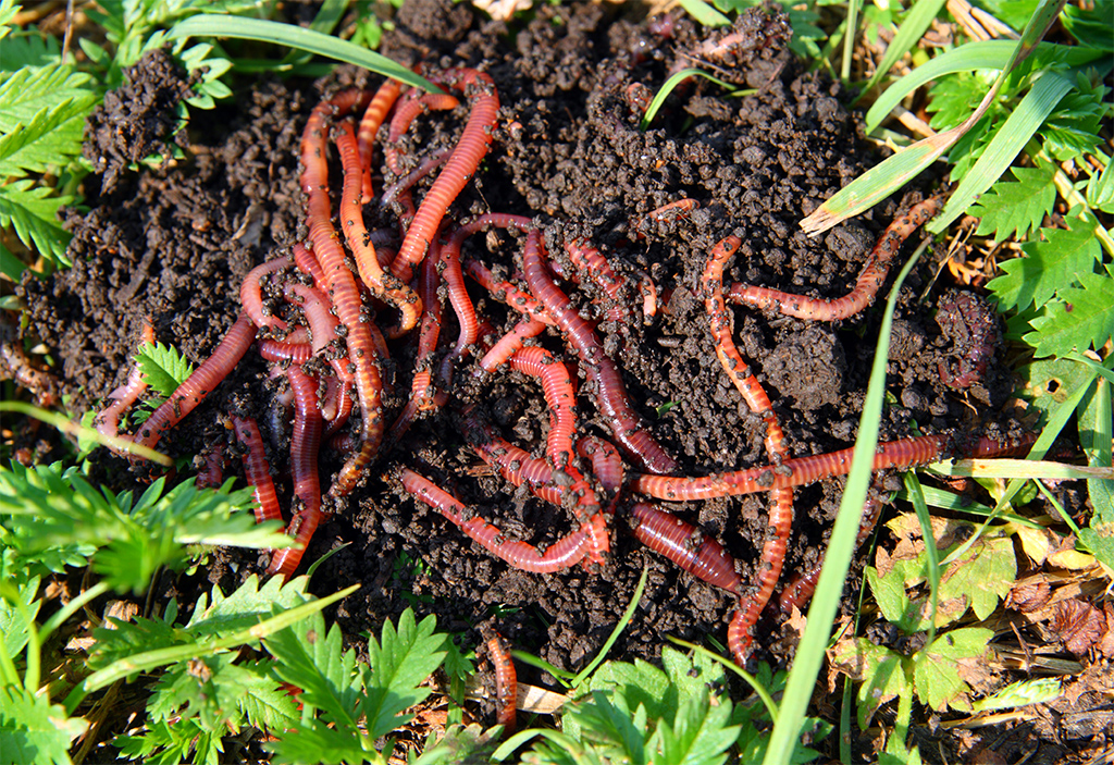 BIOZYM - Red Worm Patch Feed Food | Cám viên dán sâu đỏ cho cá cảnh