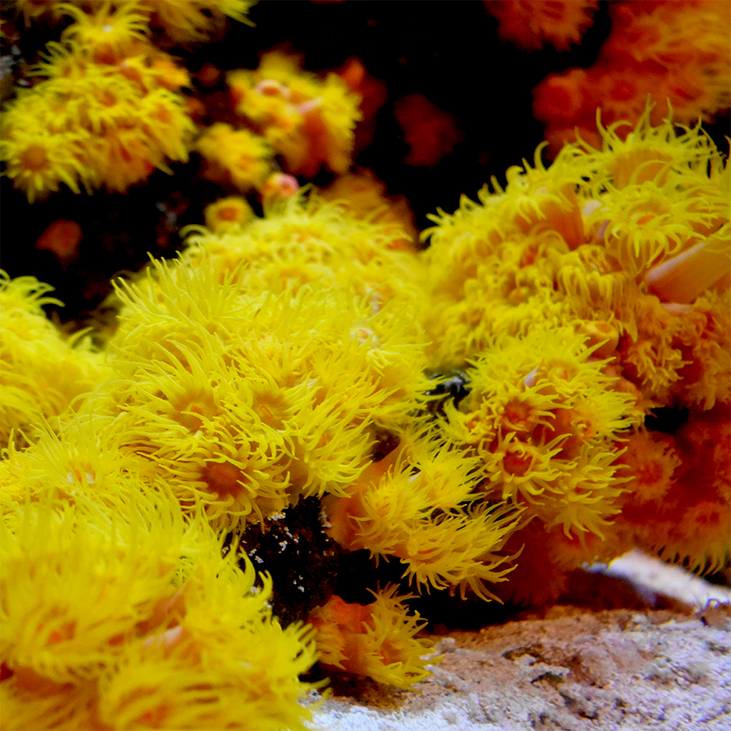 SEACHEM - Reef Iodide | Bổ sung vi lượng cho san hô trong hồ cá biển