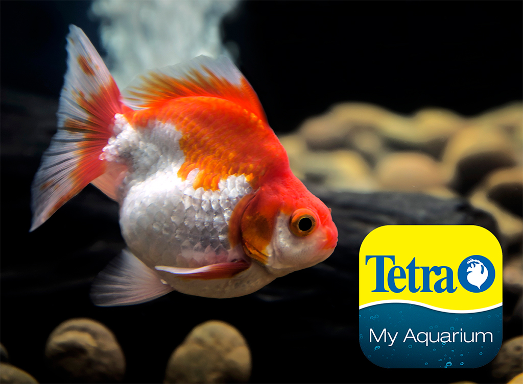 TETRA - TetraPro Goldfish Crisps | Thức ăn tăng màu cho cá Vàng Ranchu